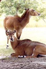 Two female nyala in their habitat grazing at Miami Metrozoo
