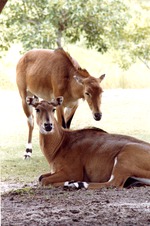 Two female nyala resting in their habitat resting in the shade of a tree at Miami Metrozoo