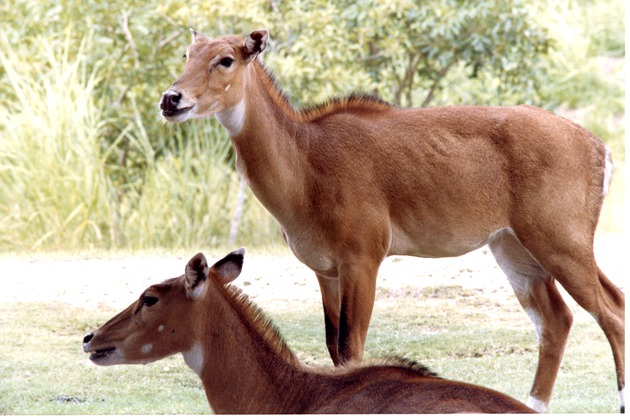 Two nyala one standing the other sitting in the shade of a tree at Miami Metrozoo