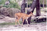 Young nyala walking through its habitat at Miami Metrozoo