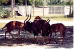 Male and three female nyala standing in the shade of a tree at Miami Metrozoo
