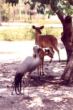 Blue crane/Stanley crane in front of a female and young nyala at Miami Metrozoo