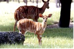 Female and young nyala standing in their habitat at Miami Metrozoo