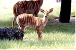 Female and young nyala standing in the grass of their habitat at Miami Metrozoo