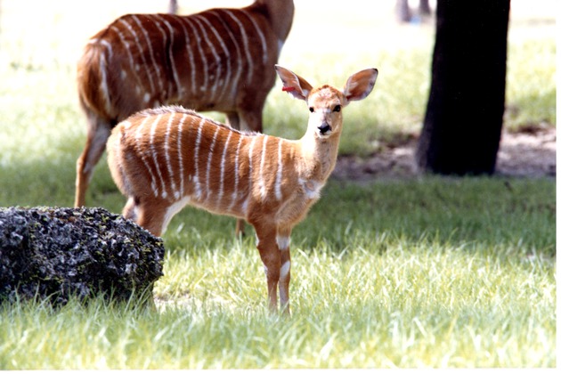 Young nyala with an adult female in the background in their habitat at Miami Metrozoo