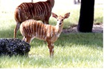 Young nyala with an adult female in the background in their habitat at Miami Metrozoo