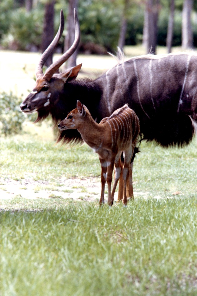 Adult male nyala and its young standing in their habitat at Miami Metrozoo