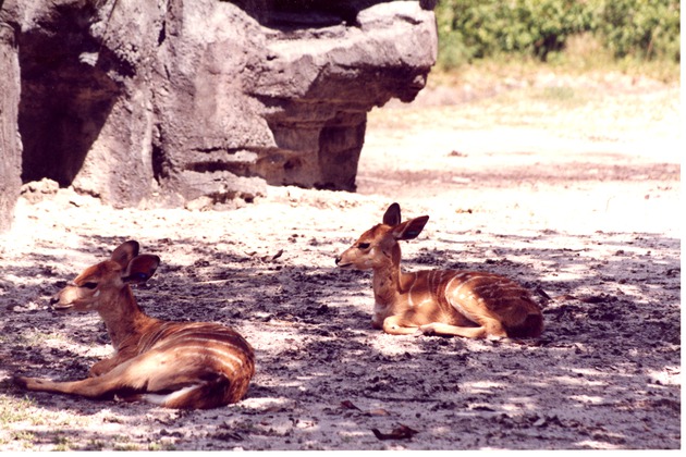 Two young nyala laying in the shade of a tree in their habitat at Miami Metrozoo