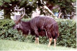 Adult male nyala standing in the greenery of its habitat at Miami Metrozoo