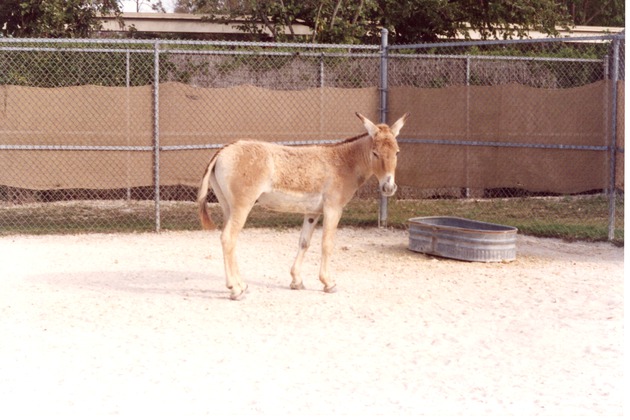 Persian onager standing in the sand of a temporary habitat at Miami Metrozoo