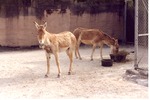 Two Persian onager, one eating the other standing in the sand, at Miami Metrozoo