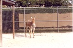 [1980/2000] Persian onager standing in the sand and facing the camera at Miami Metrozoo