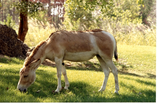 Persian onager grazing in its habitat at Miami Metrozoo