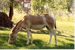 [1980/2000] Persian onager grazing in its habitat at Miami Metrozoo