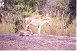Persian onager and its young in their habitat at Miami Metrozoo