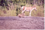 Persian onager and its young resting on a hill in their habitat at Miami Metrozoo