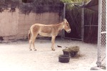 [1980/2000] Persian onager standing in the sand at Miami Metrozoo