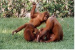 [1980/2000] Three Sumatran orangutan playing on the grass in their habitat at Miami Metrozoo