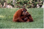 Mother and infant Sumatran orangutan playing in the grass at Miami Metrozoo