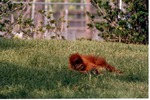 [1980/2000] Infant Sumatran orangutan laying in the grass in its habitat at Miami Metrozoo