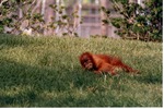 Infant Sumatran orangutan laying in the grass of a hill in its habitat at Miami Metrozoo