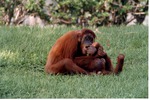 Mother and her infant Sumatran orangutan playing on a hillside at Miami Metrozoo