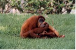 Mother Sumatran orangutan play biting her infant's foot in their habitat at Miami Metrozoo