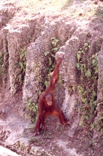 Sumatran orangutan hanging on the rocks or the habitat's barrier ditch at Miami Metrozoo