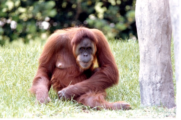 Adult Sumatran orangutan sitting beside a wooden pillar in its habitat at Miami Metrozoo