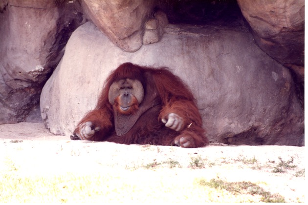 Adult male Sumatran orangutan sitting in the shade of a rock-face at Miami Metrozoo