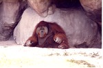 Adult male Sumatran orangutan sitting in the shade of a rock-face at Miami Metrozoo