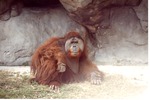 [1980/2000] Adult male Sumatran orangutan seated beside a rock-face in its habitat at Miami Metrozoo