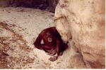 Sumatran orangutan playing in the sand by the rock-face in its habitat at Miami Metrozoo