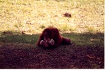 Young Sumatran orangutan laying in the shade in the grass of its habitat at Miami Metrozoo