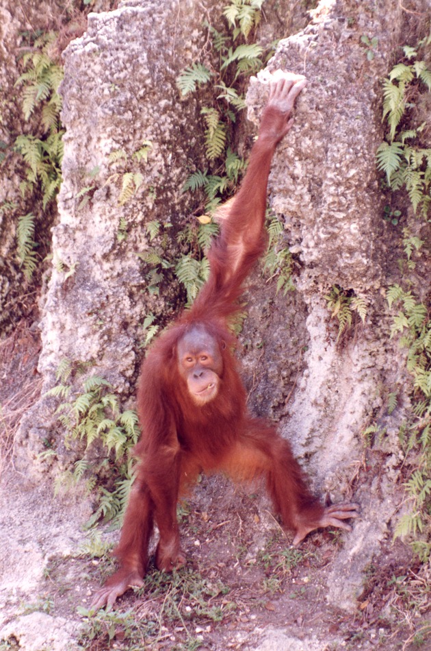 Sumatran orangutan hanging on the rock edge of the habitat's barrier ditch at Miami Metrozoo