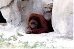 Sumatran orangutan laying on its stomach by the rock-face of its habitat at Miami Metrozoo
