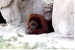 Sumatran orangutan laying on its stomach looking at the ground at Miami Metrozoo