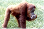 Sumatran orangutan picking its teeth as it walks through its habitat at Miami Metrozoo