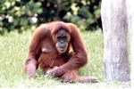 Sumatran orangutan sitting beside a wooden pillar at Miami Metrozoo