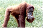 Sumatran orangutan picking its teeth and walking through its habitat at Miami Metrozoo