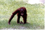 Young Sumatran orangutan walking through the grass of its habitat at Miami Metrozoo