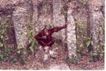 Sumatran orangutan at the base of the rocks of the habitat barrier ditch at Miami Metrozoo
