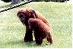 Young Sumatran orangutan holding onto an adult as they walk together at Miami Metrozoo