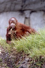 Young Sumatran orangutan chewing on grass in its habitat at Miami Metrozoo