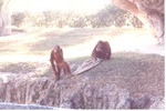 Two Sumatran orangutans playing with a blanket at habitat's barrier ditch at Miami Metrozoo