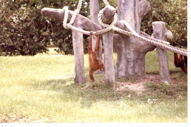 Young Sumatran orangutan playing on the habitat structure ropes at Miami Metrozoo