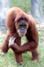 Adult Sumatran orangutan walking in the grass at Miami Metrozoo