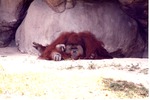 Adult male Sumatran orangutan laying on the ground against some rocks at Miami Metrozoo