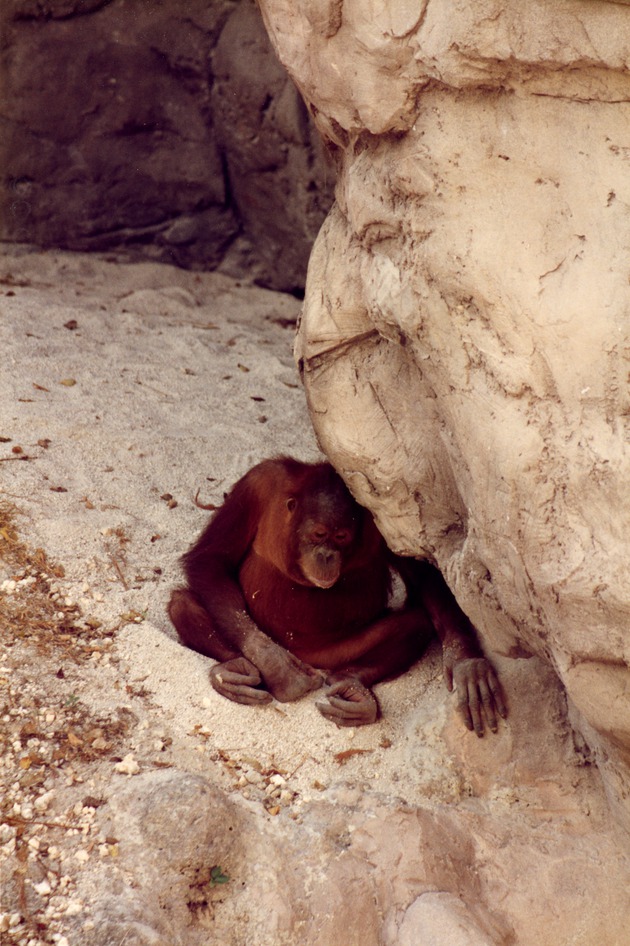 Sumatran orangutan sitting in the sand in its habitat at Miami Metrozoo