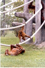Two young and two adult Sumatran orangutans playing together at Miami Metrozoo